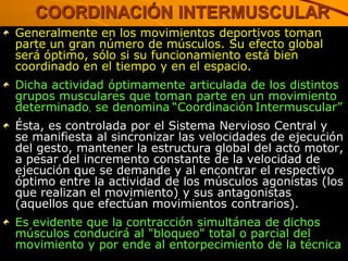 COORDINACIÓN INTERMUSCULAR
Generalmente en los movimientos deportivos toman
parte un gran número de músculos. Su efecto global
será óptimo, sólo si su funcionamiento está bien
coordinado en el tiempo y en el espacio.
Dicha actividad óptimamente articulada de los distintos
grupos musculares que toman parte en un movimiento
determinado, se denomina “Coordinación Intermuscular”
Ésta, es controlada por el Sistema Nervioso Central y
se manifiesta al sincronizar las velocidades de ejecución
del gesto, mantener la estructura global del acto motor,
a pesar del incremento constante de la velocidad de
ejecución que se demande y al encontrar el respectivo
óptimo entre la actividad de los músculos agonistas (los
que realizan el movimiento) y sus antagonistas
(aquellos que efectúan movimientos contrarios).
Es evidente que la contracción simultánea de dichos
músculos conducirá al "bloqueo" total o parcial del
movimiento y por ende al entorpecimiento de la técnica
 