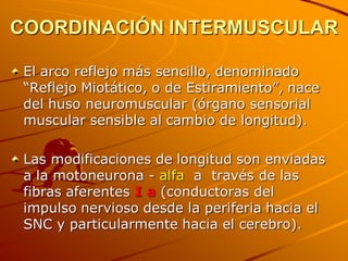 COORDINACIÓN INTERMUSCULAR

 El arco reflejo más sencillo, denominado
 “Reflejo Miotático, o de Estiramiento”, nace
 del huso neuromuscular (órgano sensorial
 muscular sensible al cambio de longitud).

 Las modificaciones de longitud son enviadas
 a la motoneurona - alfa a través de las
 fibras aferentes I a (conductoras del
 impulso nervioso desde la periferia hacia el
 SNC y particularmente hacia el cerebro).
 