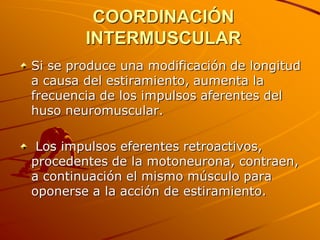 COORDINACIÓN
        INTERMUSCULAR
Si se produce una modificación de longitud
a causa del estiramiento, aumenta la
frecuencia de los impulsos aferentes del
huso neuromuscular.

 Los impulsos eferentes retroactivos,
procedentes de la motoneurona, contraen,
a continuación el mismo músculo para
oponerse a la acción de estiramiento.
 