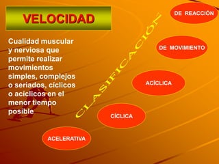 DE REACCIÓN
    VELOCIDAD
Cualidad muscular
                                       DE MOVIMIENTO
y nerviosa que
permite realizar
movimientos
simples, complejos
o seriados, cíclicos               ACÍCLICA

o acíclicos en el
menor tiempo
posible
                         CÍCLICA



           ACELERATIVA
 