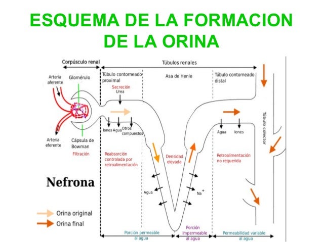 Velocidad de formacion de la orina