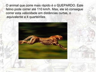 O animal que corre mais rápido é o GUEPARDO. Este felino pode correr até 110 km/h. Mas, ele só consegue correr esta velocidade em distâncias curtas, o equivalente a 4 quarteirões. 