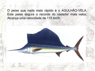 O peixe que nada mais rápido é o AGULHÃO-VELA. Este peixe segura o recorde do nadador mais veloz. Alcança uma velocidade de 115 km/h.   