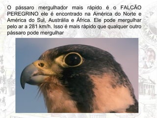 O pássaro mergulhador mais rápido é o   FALCÃO PEREGRINO ele é encontrado na América do Norte e América do Sul, Austrália e África. Ele pode mergulhar pelo ar a 281 km/h. Isso é mais rápido que qualquer outro pássaro pode mergulhar   