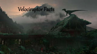 Velociraptor Facts
 