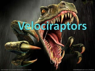 Velociraptors 