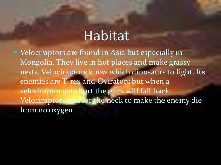 Velociraptors info report