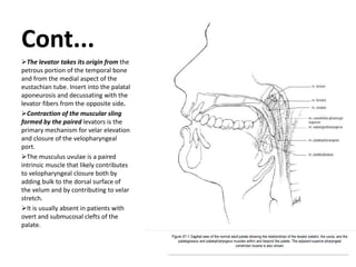 Cont...
The levator takes its origin from the
petrous portion of the temporal bone
and from the medial aspect of the
eustachian tube. Insert into the palatal
aponeurosis and decussating with the
levator fibers from the opposite side.
Contraction of the muscular sling
formed by the paired levators is the
primary mechanism for velar elevation
and closure of the velopharyngeal
port.
The musculus uvulae is a paired
intrinsic muscle that likely contributes
to velopharyngeal closure both by
adding bulk to the dorsal surface of
the velum and by contributing to velar
stretch.
It is usually absent in patients with
overt and submucosal clefts of the
palate.
 