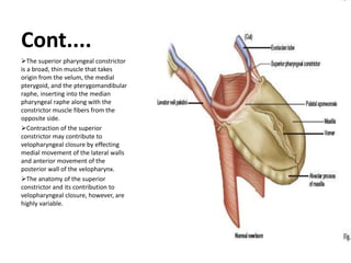 Cont....
The superior pharyngeal constrictor
is a broad, thin muscle that takes
origin from the velum, the medial
pterygoid, and the pterygomandibular
raphe, inserting into the median
pharyngeal raphe along with the
constrictor muscle fibers from the
opposite side.
Contraction of the superior
constrictor may contribute to
velopharyngeal closure by effecting
medial movement of the lateral walls
and anterior movement of the
posterior wall of the velopharynx.
The anatomy of the superior
constrictor and its contribution to
velopharyngeal closure, however, are
highly variable.
 