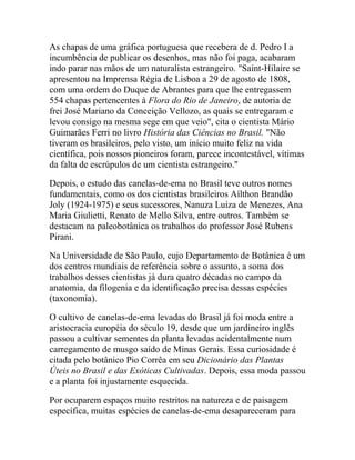 As chapas de uma gráfica portuguesa que recebera de d. Pedro I a
incumbência de publicar os desenhos, mas não foi paga, acabaram
indo parar nas mãos de um naturalista estrangeiro. "Saint-Hilaire se
apresentou na Imprensa Régia de Lisboa a 29 de agosto de 1808,
com uma ordem do Duque de Abrantes para que lhe entregassem
554 chapas pertencentes à Flora do Rio de Janeiro, de autoria de
frei José Mariano da Conceição Vellozo, as quais se entregaram e
levou consigo na mesma sege em que veio", cita o cientista Mário
Guimarães Ferri no livro História das Ciências no Brasil. "Não
tiveram os brasileiros, pelo visto, um início muito feliz na vida
científica, pois nossos pioneiros foram, parece incontestável, vítimas
da falta de escrúpulos de um cientista estrangeiro."
Depois, o estudo das canelas-de-ema no Brasil teve outros nomes
fundamentais, como os dos cientistas brasileiros Aílthon Brandão
Joly (1924-1975) e seus sucessores, Nanuza Luíza de Menezes, Ana
Maria Giulietti, Renato de Mello Silva, entre outros. Também se
destacam na paleobotânica os trabalhos do professor José Rubens
Pirani.
Na Universidade de São Paulo, cujo Departamento de Botânica é um
dos centros mundiais de referência sobre o assunto, a soma dos
trabalhos desses cientistas já dura quatro décadas no campo da
anatomia, da filogenia e da identificação precisa dessas espécies
(taxonomia).
O cultivo de canelas-de-ema levadas do Brasil já foi moda entre a
aristocracia européia do século 19, desde que um jardineiro inglês
passou a cultivar sementes da planta levadas acidentalmente num
carregamento de musgo saído de Minas Gerais. Essa curiosidade é
citada pelo botânico Pio Corrêa em seu Dicionário das Plantas
Úteis no Brasil e das Exóticas Cultivadas. Depois, essa moda passou
e a planta foi injustamente esquecida.
Por ocuparem espaços muito restritos na natureza e de paisagem
específica, muitas espécies de canelas-de-ema desapareceram para

 