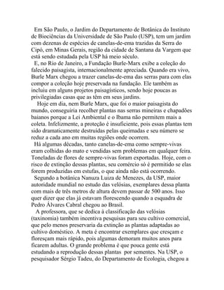 Em São Paulo, o Jardim do Departamento de Botânica do Instituto
de Biociências da Universidade de São Paulo (USP), tem um jardim
com dezenas de espécies de canelas-de-ema trazidas da Serra do
Cipó, em Minas Gerais, região da cidade de Santana da Vargem que
está sendo estudada pela USP há meio século.
E, no Rio de Janeiro, a Fundação Burle-Marx exibe a coleção do
falecido paisagista, internacionalmente apreciada. Quando era vivo,
Burle Marx chegou a trazer canelas-de-ema das serras para com elas
compor a coleção hoje preservada na fundação. Ele também as
incluiu em alguns projetos paisagísticos, sendo hoje poucas as
privilegiadas casas que as têm em seus jardins.
Hoje em dia, nem Burle Marx, que foi o maior paisagista do
mundo, conseguiria recolher plantas nas serras mineiras e chapadões
baianos porque a Lei Ambiental e o Ibama não permitem mais a
coleta. Infelizmente, a proteção é insuficiente, pois essas plantas tem
sido dramaticamente destruídas pelas queimadas e seu número se
reduz a cada ano em muitas regiões onde ocorrem.
Há algumas décadas, tanto canelas-de-ema como sempre-vivas
eram colhidas do mato e vendidas sem problemas em qualquer feira.
Toneladas de flores de sempre-vivas foram exportadas. Hoje, com o
risco de extinção dessas plantas, seu comércio só é permitido se elas
forem produzidas em estufas, o que ainda não está ocorrendo.
Segundo a botânica Nanuza Luiza de Menezes, da USP, maior
autoridade mundial no estudo das velósias, exemplares dessa planta
com mais de três metros de altura devem passar de 500 anos. Isso
quer dizer que elas já estavam florescendo quando a esquadra de
Pedro Álvares Cabral chegou ao Brasil.
A professora, que se dedica à classificação das velósias
(taxinomia) também incentiva pesquisas para seu cultivo comercial,
que pelo menos preservaria da extinção as plantas adaptadas ao
cultivo doméstico. A meta é encontrar exemplares que cresçam e
floresçam mais rápido, pois algumas demoram muitos anos para
ficarem adultas. O grande problema é que pouca gente está
estudando a reprodução dessas plantas por sementes. Na USP, o
pesquisador Sérgio Tadeu, do Departamento de Ecologia, chegou a

 