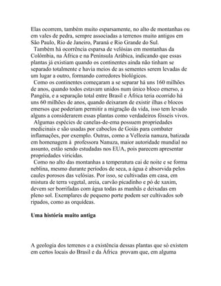 Elas ocorrem, também muito esparsamente, no alto de montanhas ou
em vales de pedra, sempre associadas a terrenos muito antigos em
São Paulo, Rio de Janeiro, Paraná e Rio Grande do Sul.
Também há ocorrência esparsa de velósias em montanhas da
Colômbia, na África e na Península Arábica, indicando que essas
plantas já existiam quando os continentes ainda não tinham se
separado totalmente e havia meios de as sementes serem levadas de
um lugar a outro, formando corredores biológicos.
Como os continentes começaram a se separar há uns 160 milhões
de anos, quando todos estavam unidos num único bloco emerso, a
Pangéia, e a separação total entre Brasil e África teria ocorrido há
uns 60 milhões de anos, quando deixaram de existir ilhas e blocos
emersos que poderiam permitir a migração da vida, isso tem levado
alguns a considerarem essas plantas como verdadeiros fósseis vivos.
Algumas espécies de canelas-de-ema possuem propriedades
medicinais e são usadas por caboclos de Goiás para combater
inflamações, por exemplo. Outras, como a Vellozia nanuza, batizada
em homenagem à professora Nanuza, maior autoridade mundial no
assunto, estão sendo estudadas nos EUA, pois parecem apresentar
propriedades viricidas.
Como no alto das montanhas a temperatura cai de noite e se forma
neblina, mesmo durante períodos de seca, a água é absorvida pelos
caules porosos das velósias. Por isso, se cultivadas em casa, em
mistura de terra vegetal, areia, carvão picadinho e pó de xaxim,
devem ser borrifadas com água todas as manhãs e deixadas em
pleno sol. Exemplares de pequeno porte podem ser cultivados sob
ripados, como as orquídeas.
Uma história muito antiga

A geologia dos terrenos e a existência dessas plantas que só existem
em certos locais do Brasil e da África provam que, em alguma

 