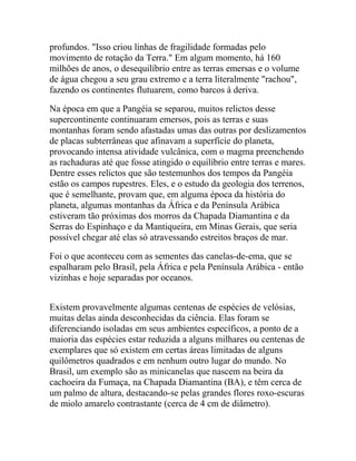 profundos. "Isso criou linhas de fragilidade formadas pelo
movimento de rotação da Terra." Em algum momento, há 160
milhões de anos, o desequilíbrio entre as terras emersas e o volume
de água chegou a seu grau extremo e a terra literalmente "rachou",
fazendo os continentes flutuarem, como barcos à deriva.
Na época em que a Pangéia se separou, muitos relictos desse
supercontinente continuaram emersos, pois as terras e suas
montanhas foram sendo afastadas umas das outras por deslizamentos
de placas subterrâneas que afinavam a superfície do planeta,
provocando intensa atividade vulcânica, com o magma preenchendo
as rachaduras até que fosse atingido o equilíbrio entre terras e mares.
Dentre esses relictos que são testemunhos dos tempos da Pangéia
estão os campos rupestres. Eles, e o estudo da geologia dos terrenos,
que é semelhante, provam que, em alguma época da história do
planeta, algumas montanhas da África e da Península Arábica
estiveram tão próximas dos morros da Chapada Diamantina e da
Serras do Espinhaço e da Mantiqueira, em Minas Gerais, que seria
possível chegar até elas só atravessando estreitos braços de mar.
Foi o que aconteceu com as sementes das canelas-de-ema, que se
espalharam pelo Brasil, pela África e pela Península Arábica - então
vizinhas e hoje separadas por oceanos.
Existem provavelmente algumas centenas de espécies de velósias,
muitas delas ainda desconhecidas da ciência. Elas foram se
diferenciando isoladas em seus ambientes específicos, a ponto de a
maioria das espécies estar reduzida a alguns milhares ou centenas de
exemplares que só existem em certas áreas limitadas de alguns
quilômetros quadrados e em nenhum outro lugar do mundo. No
Brasil, um exemplo são as minicanelas que nascem na beira da
cachoeira da Fumaça, na Chapada Diamantina (BA), e têm cerca de
um palmo de altura, destacando-se pelas grandes flores roxo-escuras
de miolo amarelo contrastante (cerca de 4 cm de diâmetro).

 