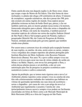 Outra canela-de-ema rara daquela região é a de flores roxo- claras
que ocupa o topo do Morro do Pai Inácio. Elas têm forma de sinos
inclinados e a planta não chega a 60 centímetros de altura. O número
de exemplares, segundo estimativas, não deve passar dos 500, pois
não existem em outras regiões do mundo. Essa espécie possui
glândulas resinosas na base do botão floral que, parece, a faz ser
também carnívora, pois os insetos grudam nessa resina e lá morrem,
fornecendo nitrogênio para a planta. Além das serras e chapadões do
Nordeste, de Minas e do norte da Amazônia, é também possível
encontrar espécies de velósias nas serras das regiões Sudeste (litoral
de São Paulo e Rio) e Sul (campos gerais do Paraná), explica o
pesquisador Shinichi Oki, do Centro de Pesquisas de História
Natural, entidade patrocinada pelo governo japonês que também
estuda essas plantas.
Por serem raras e correrem risco de extinção pela ocupação humana
de suas regiões, as canelas- de-ema, assim como os cactos, semprevivas e orquídeas dos campos rupestres são plantas protegidas pelo
Instituto Brasileiro do Meio Ambiente e dos Recursos Naturais
Renováveis (Ibama). Nos anos 70, o povo colhia sempre-vivas nas
serras e as levava para secar nas ruas de várias cidades do sertão em
Minas e na Bahia. Depois, com novas leis protegendo a flora, a
coleta dessas plantas passou a ser proibida, a não ser com
autorização para fins de pesquisa ou projetos econômicos autosustentáveis (como o cultivo comercial).
Apesar da proibição, que se tornou mais rigorosa com a nova Lei
Ambiental, plantas rupestres como sempre-vivas ou canelas-de-ema
têm sido criminosamente roubadas dos santuários que habitam ou
vítimas de queimadas (permitidas nas suas áreas de ocorrência serras e chapadões - por causa do veto a um artigo da nova Lei
Ambiental que regulamenta o assunto). Canelas-de- ema
(principalmente troncos secos) e sempre-vivas podem ser facilmente
encontradas em feiras de flores como a do Mercado Municipal de
Belo Horizonte (MG) ou a feira da Ceagesp em São Paulo.

 