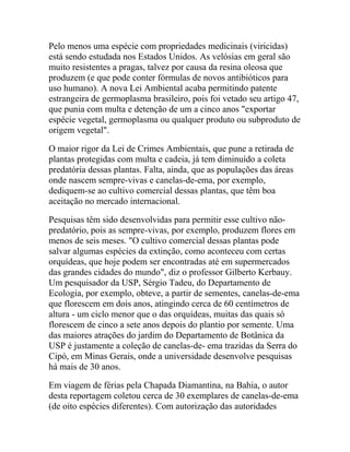 Pelo menos uma espécie com propriedades medicinais (viricidas)
está sendo estudada nos Estados Unidos. As velósias em geral são
muito resistentes a pragas, talvez por causa da resina oleosa que
produzem (e que pode conter fórmulas de novos antibióticos para
uso humano). A nova Lei Ambiental acaba permitindo patente
estrangeira de germoplasma brasileiro, pois foi vetado seu artigo 47,
que punia com multa e detenção de um a cinco anos "exportar
espécie vegetal, germoplasma ou qualquer produto ou subproduto de
origem vegetal".
O maior rigor da Lei de Crimes Ambientais, que pune a retirada de
plantas protegidas com multa e cadeia, já tem diminuído a coleta
predatória dessas plantas. Falta, ainda, que as populações das áreas
onde nascem sempre-vivas e canelas-de-ema, por exemplo,
dediquem-se ao cultivo comercial dessas plantas, que têm boa
aceitação no mercado internacional.
Pesquisas têm sido desenvolvidas para permitir esse cultivo nãopredatório, pois as sempre-vivas, por exemplo, produzem flores em
menos de seis meses. "O cultivo comercial dessas plantas pode
salvar algumas espécies da extinção, como aconteceu com certas
orquídeas, que hoje podem ser encontradas até em supermercados
das grandes cidades do mundo", diz o professor Gilberto Kerbauy.
Um pesquisador da USP, Sérgio Tadeu, do Departamento de
Ecologia, por exemplo, obteve, a partir de sementes, canelas-de-ema
que florescem em dois anos, atingindo cerca de 60 centímetros de
altura - um ciclo menor que o das orquídeas, muitas das quais só
florescem de cinco a sete anos depois do plantio por semente. Uma
das maiores atrações do jardim do Departamento de Botânica da
USP é justamente a coleção de canelas-de- ema trazidas da Serra do
Cipó, em Minas Gerais, onde a universidade desenvolve pesquisas
há mais de 30 anos.
Em viagem de férias pela Chapada Diamantina, na Bahia, o autor
desta reportagem coletou cerca de 30 exemplares de canelas-de-ema
(de oito espécies diferentes). Com autorização das autoridades

 