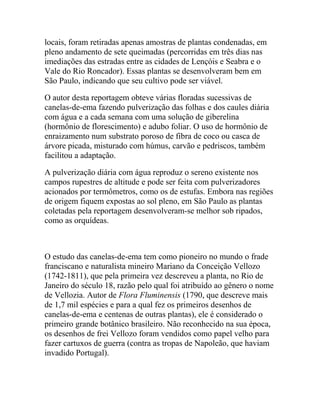 locais, foram retiradas apenas amostras de plantas condenadas, em
pleno andamento de sete queimadas (percorridas em três dias nas
imediações das estradas entre as cidades de Lençóis e Seabra e o
Vale do Rio Roncador). Essas plantas se desenvolveram bem em
São Paulo, indicando que seu cultivo pode ser viável.
O autor desta reportagem obteve várias floradas sucessivas de
canelas-de-ema fazendo pulverização das folhas e dos caules diária
com água e a cada semana com uma solução de giberelina
(hormônio de florescimento) e adubo foliar. O uso de hormônio de
enraizamento num substrato poroso de fibra de coco ou casca de
árvore picada, misturado com húmus, carvão e pedriscos, também
facilitou a adaptação.
A pulverização diária com água reproduz o sereno existente nos
campos rupestres de altitude e pode ser feita com pulverizadores
acionados por termômetros, como os de estufas. Embora nas regiões
de origem fiquem expostas ao sol pleno, em São Paulo as plantas
coletadas pela reportagem desenvolveram-se melhor sob ripados,
como as orquídeas.

O estudo das canelas-de-ema tem como pioneiro no mundo o frade
franciscano e naturalista mineiro Mariano da Conceição Vellozo
(1742-1811), que pela primeira vez descreveu a planta, no Rio de
Janeiro do século 18, razão pelo qual foi atribuído ao gênero o nome
de Vellozia. Autor de Flora Fluminensis (1790, que descreve mais
de 1,7 mil espécies e para a qual fez os primeiros desenhos de
canelas-de-ema e centenas de outras plantas), ele é considerado o
primeiro grande botânico brasileiro. Não reconhecido na sua época,
os desenhos de frei Vellozo foram vendidos como papel velho para
fazer cartuxos de guerra (contra as tropas de Napoleão, que haviam
invadido Portugal).

 
