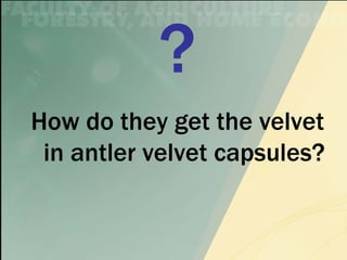 How do they get the velvet
 in antler velvet capsules?
 