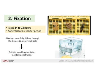 Fixative Dissection VEM 023- LESSON 1.pdf