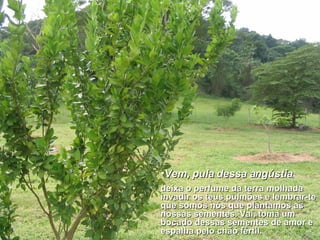 Vem, pula dessa angústia ,   deixa o perfume da terra molhada invadir os teus pulmões e lembrar-te que somos nós que plantamos as nossas sementes. Vai, toma um bocado dessas sementes de amor e espalha   pelo chão fértil. 