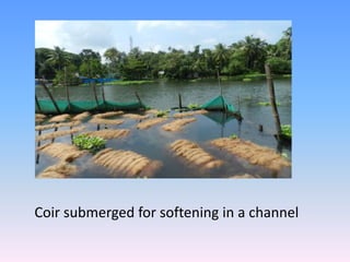 Coir submerged for softening in a channel
 