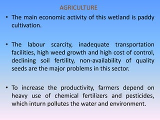 AGRICULTURE
• The main economic activity of this wetland is paddy
cultivation.
• The labour scarcity, inadequate transportation
facilities, high weed growth and high cost of control,
declining soil fertility, non-availability of quality
seeds are the major problems in this sector.
• To increase the productivity, farmers depend on
heavy use of chemical fertilizers and pesticides,
which inturn pollutes the water and environment.
 