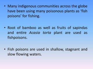 • Many indigenous communities across the globe
have been using many poisonous plants as ‘fish
poisons’ for fishing.
• Root of bamboo as well as fruits of sapindas
and entire Acasia torta plant are used as
fishpoisons.
• Fish poisons are used in shallow, stagnant and
slow flowing waters.
 