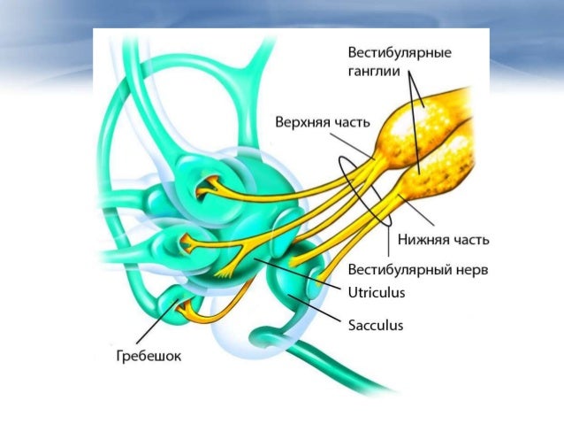 Преддверно улитковый нерв анатомия схема