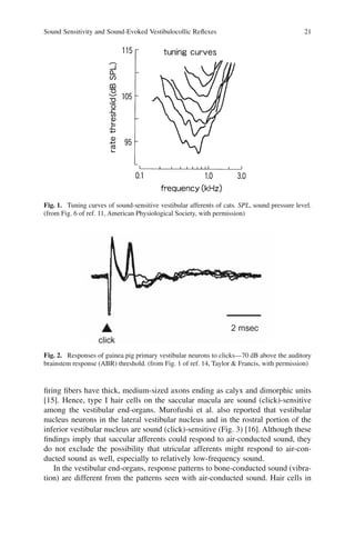 Sound Sensitivity and Sound-Evoked Vestibulocollic Reﬂexes 21
ﬁring ﬁbers have thick, medium-sized axons ending as calyx and dimorphic units
[15]. Hence, type I hair cells on the saccular macula are sound (click)-sensitive
among the vestibular end-organs. Murofushi et al. also reported that vestibular
nucleus neurons in the lateral vestibular nucleus and in the rostral portion of the
inferior vestibular nucleus are sound (click)-sensitive (Fig. 3) [16]. Although these
ﬁndings imply that saccular afferents could respond to air-conducted sound, they
do not exclude the possibility that utricular afferents might respond to air-con-
ducted sound as well, especially to relatively low-frequency sound.
In the vestibular end-organs, response patterns to bone-conducted sound (vibra-
tion) are different from the patterns seen with air-conducted sound. Hair cells in
Fig. 1. Tuning curves of sound-sensitive vestibular afferents of cats. SPL, sound pressure level.
(from Fig. 6 of ref. 11, American Physiological Society, with permission)
Fig. 2. Responses of guinea pig primary vestibular neurons to clicks—70 dB above the auditory
brainstem response (ABR) threshold. (from Fig. 1 of ref. 14, Taylor & Francis, with permission)
 