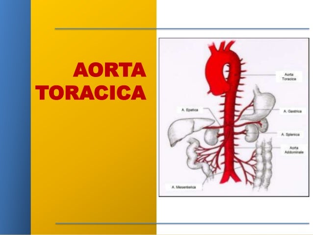 Vena aorta toráxica (Elizabeth Paulino)