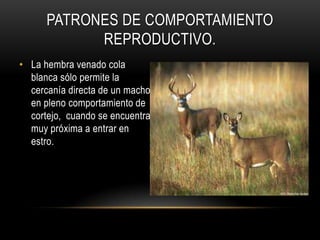 PATRONES DE COMPORTAMIENTO
REPRODUCTIVO.
• La hembra venado cola
blanca sólo permite la
cercanía directa de un macho
en pleno comportamiento de
cortejo, cuando se encuentra
muy próxima a entrar en
estro.
 