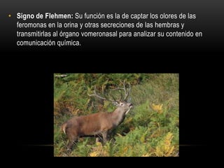 • Signo de Flehmen: Su función es la de captar los olores de las
feromonas en la orina y otras secreciones de las hembras y
transmitirlas al órgano vomeronasal para analizar su contenido en
comunicación química.
 