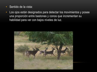 • Sentido de la vista:
• Los ojos están designados para detectar los movimientos y posee
una proporción entre bastones y conos que incrementan su
habilidad para ver con bajos niveles de luz.
 