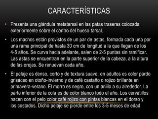 CARACTERÍSTICAS
• Presenta una glándula metatarsal en las patas traseras colocada
exteriormente sobre el centro del hueso tarsal.
• Los machos están provistos de un par de astas, formada cada una por
una rama principal de hasta 30 cm de longitud a la que llegan de los
4-5 años. Se curva hacia adelante, salen de 2-5 puntas sin ramificar.
Las astas se encuentran en la parte superior de la cabeza, a la altura
de las orejas. Se renuevan cada año.
• El pelaje es denso, corto y de textura suave; en adultos es color pardo
grisáceo en otoño-invierno y de café castaño o rojizo brillante en
primavera-verano. El morro es negro, con un anillo a su alrededor. La
parte inferior de la cola es de color blanco todo el año. Los cervatillos
nacen con el pelo color café rojizo con pintas blancas en el dorso y
los costados. Dicho pelaje se pierde entre los 3-5 meses de edad
 