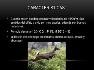 CARACTERÍSTICAS
• Cuando corren pueden alcanzar velocidades de 45Km/hr. Sus
sentidos del olfato y oído son muy agudos, además son buenos
nadadores.
• Formula dentaria (I 0/3, C 0/1, P 3/3, M 3/3) 2 = 32
• la división del estómago en cámaras (rumen, retículo, omaso y
abomaso)
 