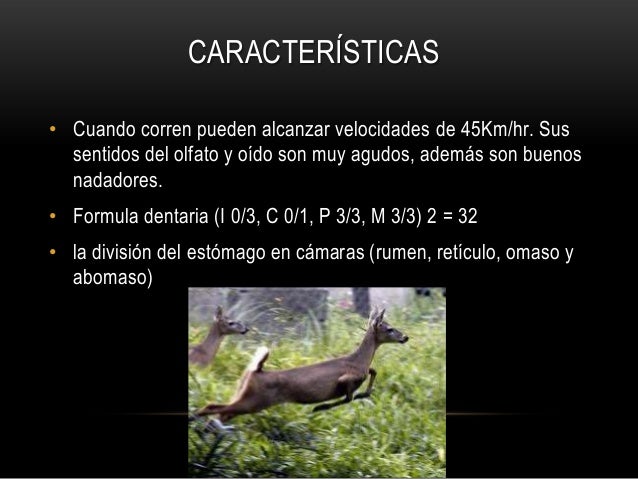 Venado cola blanca