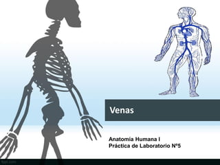 Venas
Anatomía Humana l
Práctica de Laboratorio Nº5
 