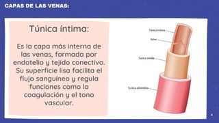 VENAS, SUS FUNCIONES, CAPAAS, GASTO CARDIACO, PVC | PDF