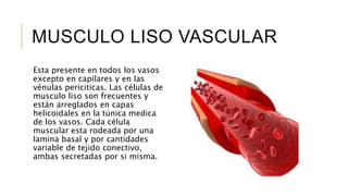 MUSCULO LISO VASCULAR
Esta presente en todos los vasos
excepto en capilares y en las
vénulas periciticas. Las células de
musculo liso son frecuentes y
están arreglados en capas
helicoidales en la túnica medica
de los vasos. Cada célula
muscular esta rodeada por una
lamina basal y por cantidades
variable de tejido conectivo,
ambas secretadas por si misma.
 
