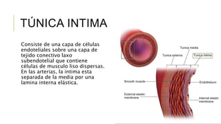 TÚNICA INTIMA
Consiste de una capa de células
endoteliales sobre una capa de
tejido conectivo laxo
subendotelial que contiene
células de musculo liso dispersas.
En las arterias, la intima esta
separada de la media por una
lamina interna elástica.
 