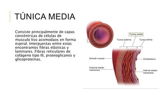 TÚNICA MEDIA
Consiste principalmente de capas
concéntricas de células de
musculo liso acomodaos en forma
espiral. Interpuestas entre estas
encontramos fibras elásticas y
laminares. Fibras reticulares de
colágeno tipo III, proteoglicanos y
glicoproteínas.
 