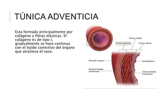 TÚNICA ADVENTICIA
Esta formada principalmente por
colágeno y fibras elásticas. El
colágeno es de tipo I,
gradualmente se hace continua
con el tejido conectivo del órgano
que atraviesa el vaso.
 