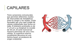 CAPILARES
Tiene variaciones estructurales
que permiten diferentes niveles
de intercambio de metabólicos
entre la sangre y los tejidos. Están
formados por una capa simple de
células endoteliales que forma un
tubo. El diámetro promedio es de
7 a 9 um y su longitud no excede
de 50 um. El corte transversal
muestra porciones de una a tres
células, la superficie externa
usualmente descansa en una
lamina basal, un producto de
origen endotelial.
 