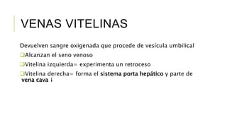 VENAS VITELINAS
Devuelven sangre oxigenada que procede de vesícula umbilical
Alcanzan el seno venoso
Vitelina izquierda= experimenta un retroceso
Vitelina derecha= forma el sistema porta hepático y parte de
vena cava ↓
 