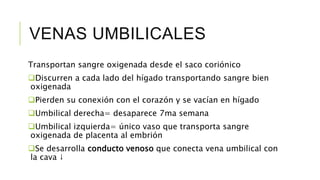 VENAS UMBILICALES
Transportan sangre oxigenada desde el saco coriónico
Discurren a cada lado del hígado transportando sangre bien
oxigenada
Pierden su conexión con el corazón y se vacían en hígado
Umbilical derecha= desaparece 7ma semana
Umbilical izquierda= único vaso que transporta sangre
oxigenada de placenta al embrión
Se desarrolla conducto venoso que conecta vena umbilical con
la cava ↓
 