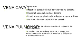 Segmentos:
Hepático: parte proximal de vena vitelina derecha
Prerrenal: vena subcardinal derecha
Renal: anastomosis de subcardinales y supracardinale
Posrenal: de vena supracardinal derecha
VENA CAVA ↓
VENA PULMONAREvaginación de pared auricular dorsal, izquierda del
septum primum
A medida que auricula se expande la vena y sus
ramas quedan incorporadas a pared de la AI (quedan
4 venas pulmonares)
 