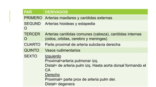 PAR DERIVADOS
PRIMERO Arterias maxilares y carótidas externas
SEGUND
O
Arterias hioideas y estapedia
TERCER
O
Arterias carótidas comunes (cabeza), carótidas internas
(oidos, orbitas, cerebro y meninges)
CUARTO Parte proximal de arteria subclavia derecha
QUINTO Vasos rudimentarios
SEXTO Izquierdo
Proximal=arteria pulmonar izq.
Distal= de arteria pulm izq. Hasta aorta dorsal formando el
CA
Derecho
Proximal= parte prox de arteria pulm der.
Distal= degenera
 