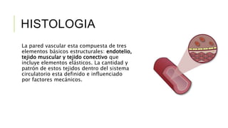 HISTOLOGIA
La pared vascular esta compuesta de tres
elementos básicos estructurales: endotelio,
tejido muscular y tejido conectivo que
incluye elementos elásticos. La cantidad y
patrón de estos tejidos dentro del sistema
circulatorio esta definido e influenciado
por factores mecánicos.
 
