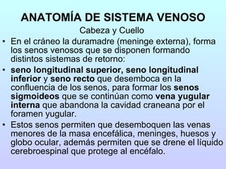 ANATOMÍA DE SISTEMA VENOSO Cabeza y Cuello  En el cráneo la duramadre (meninge externa), forma los senos venosos que se disponen formando distintos sistemas de retorno: seno longitudinal superior, seno longitudinal inferior  y  seno recto  que desemboca en la confluencia de los senos, para formar los  senos sigmoideos  que se continúan como  vena yugular interna  que abandona la cavidad craneana por el foramen yugular.  Estos senos permiten que desemboquen las venas menores de la masa encefálica, meninges, huesos y globo ocular, además permiten que se drene el líquido cerebroespinal que protege al encéfalo.  