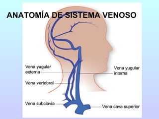 ANATOMÍA DE SISTEMA VENOSO 