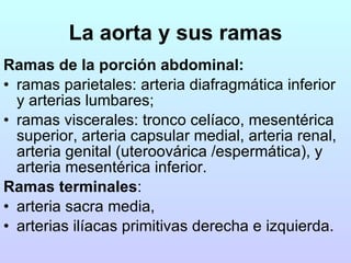 Ramas de la porción abdominal:   ramas parietales: arteria diafragmática inferior y arterias lumbares;  ramas viscerales: tronco celíaco, mesentérica superior, arteria capsular medial, arteria renal, arteria genital (uteroovárica /espermática), y arteria mesentérica inferior.  Ramas terminales :  arteria sacra media,  arterias ilíacas primitivas derecha e izquierda.  La aorta y sus ramas 
